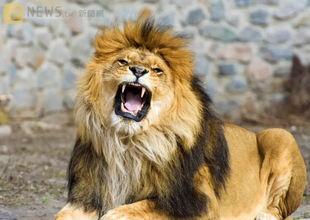 動物園表演餵獅子！飼養員「沒關安全門」遭狠咬當場亡　遊客目睹全嚇壞