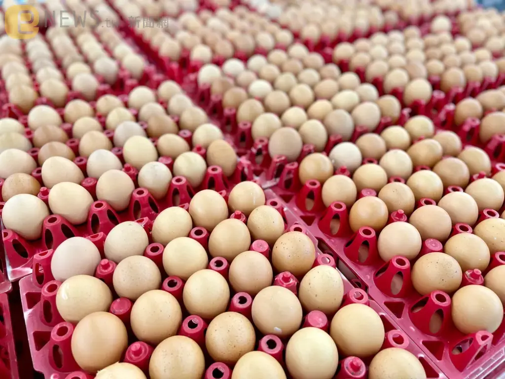 國人將吃禽流感蛋？8000萬顆進口「產地全不明」！他轟：拿健康開玩笑
