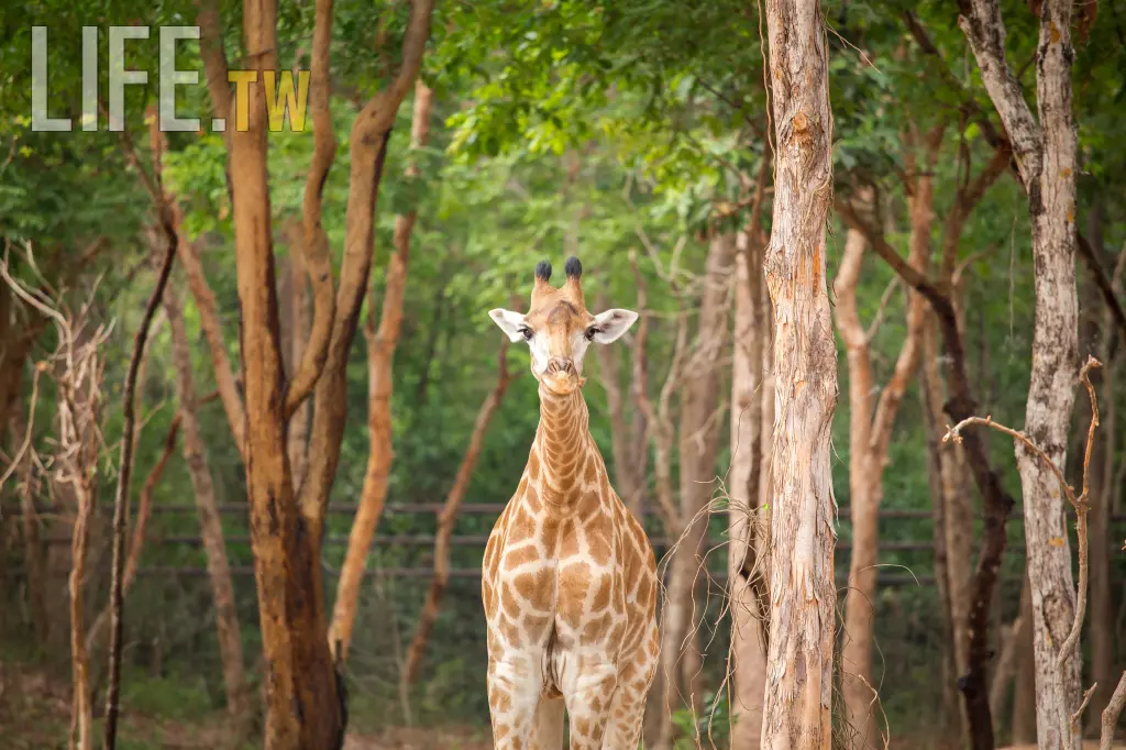 1938年真實事件！從非洲引進，美國首批長頸鹿橫跨4000公里12天奇蹟之旅