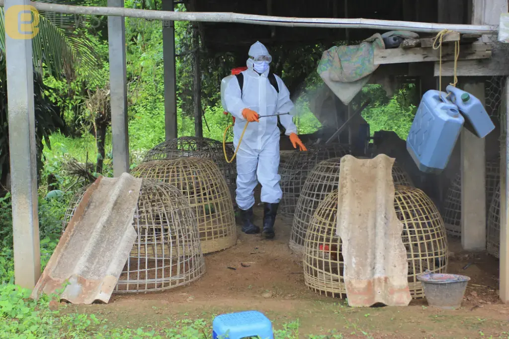禽流感爆發！日本去年10月以來已撲殺1740萬隻雞　「埋葬雞屍」成國安問題