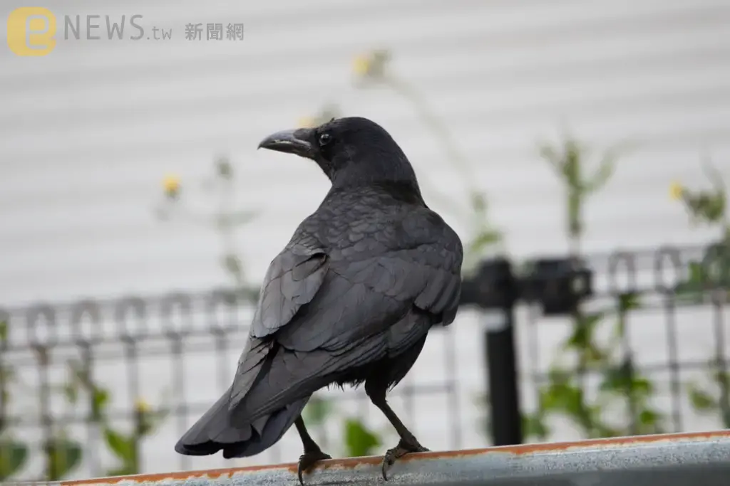 挑戰野味極限！日本民眾「生吃烏鴉」稱可美聲　官方疾呼：恐食物中毒