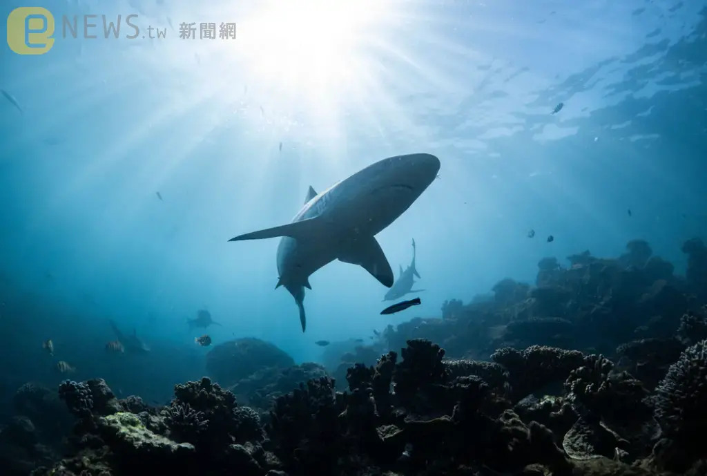 英勇犧牲！男老師對「抗鯊魚15分鐘」為旁人爭取逃生時間後　永遠消失海的深處