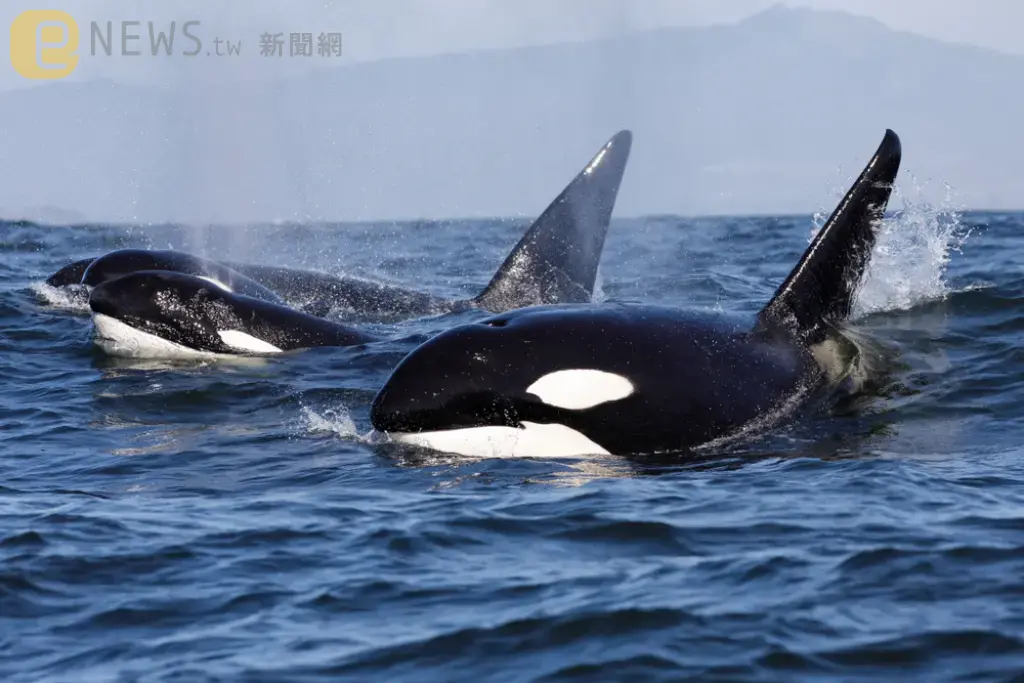 歡樂親子共遊時光？　食人鯨媽媽在歐洲海域「教導幼鯨」攻擊船隻