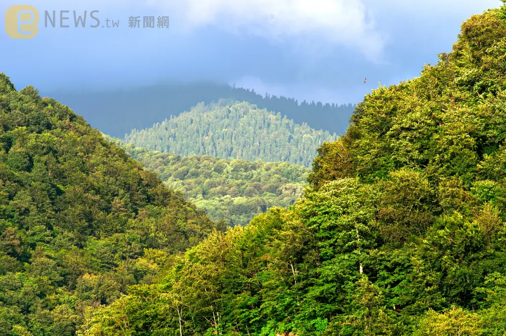 墜亞馬遜雨林奇蹟4姊弟「躲樹上避蛇」求生40天！媽媽遇難4天後斷氣