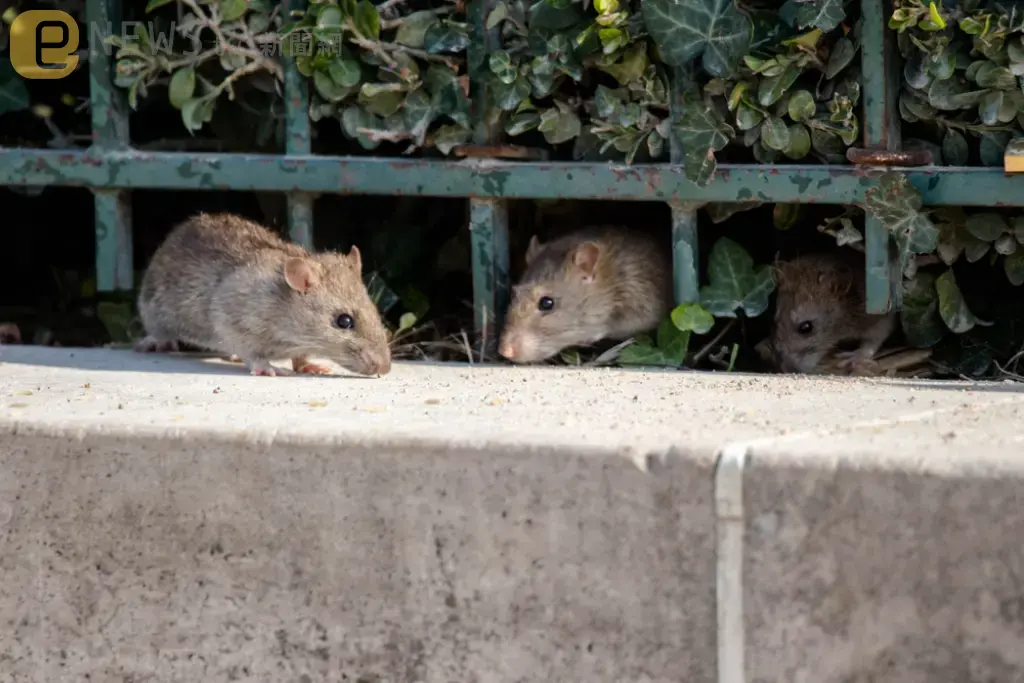巴黎市府砸5000萬滅鼠計畫失敗尋求新解　市長宣告：與600萬老鼠「和平共存」 