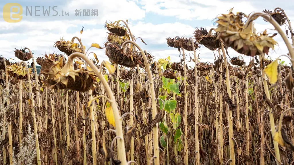 北韓封鎖邊境，切斷了糧食、農業器械與農藥的進口