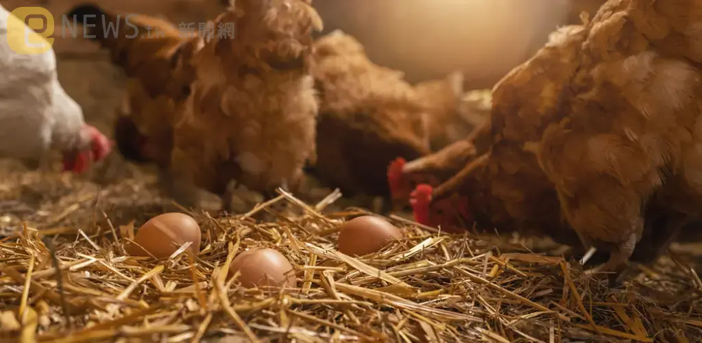 電費、蛋價雙漲！臨「淘汰、換羽」少了9萬隻雞　今起蛋價漲3元