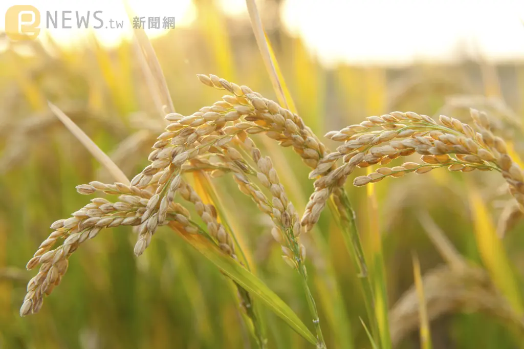 印度禁稻米出口衝擊全球！米價暴漲「創12年新高」數百萬人受影響