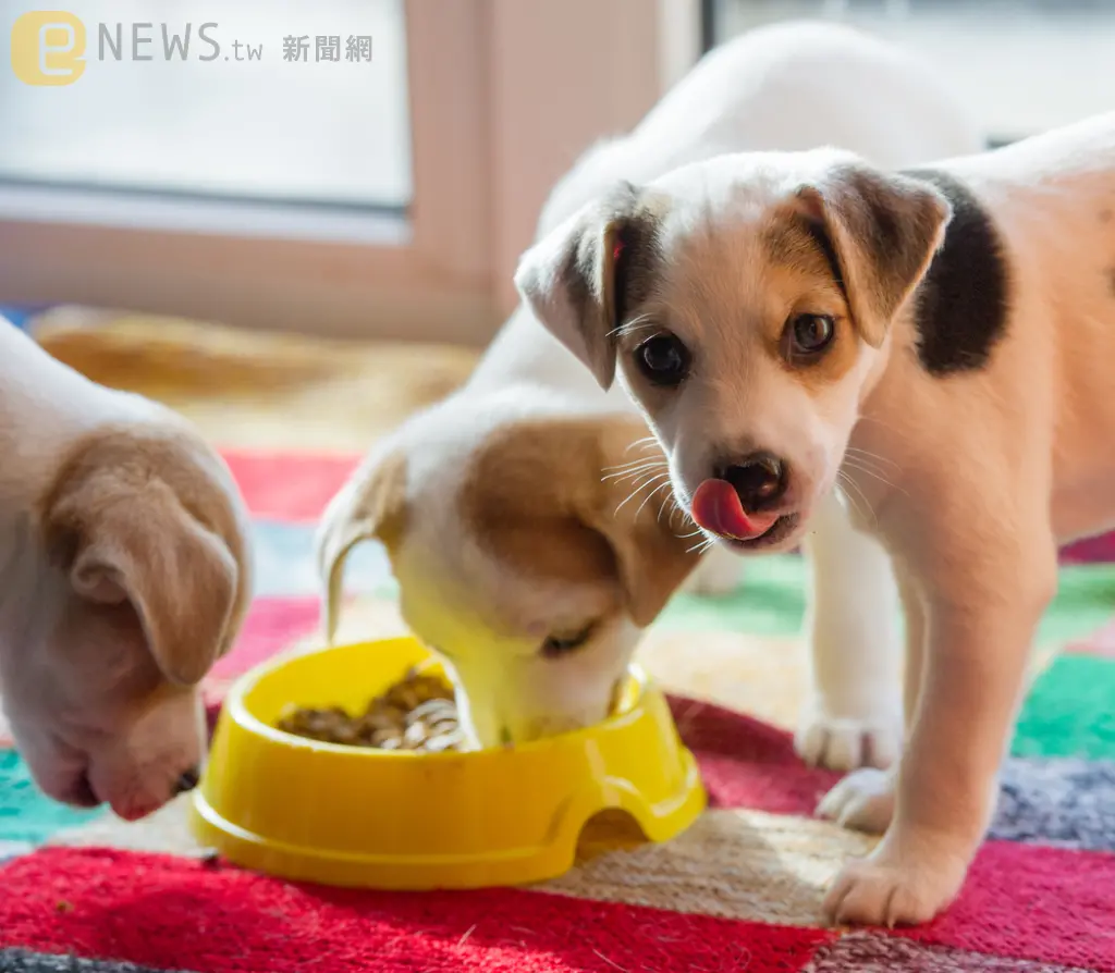 南韓通過「禁止繁殖與屠宰狗隻供食用」法案　業者抨擊：影響生計與傳統