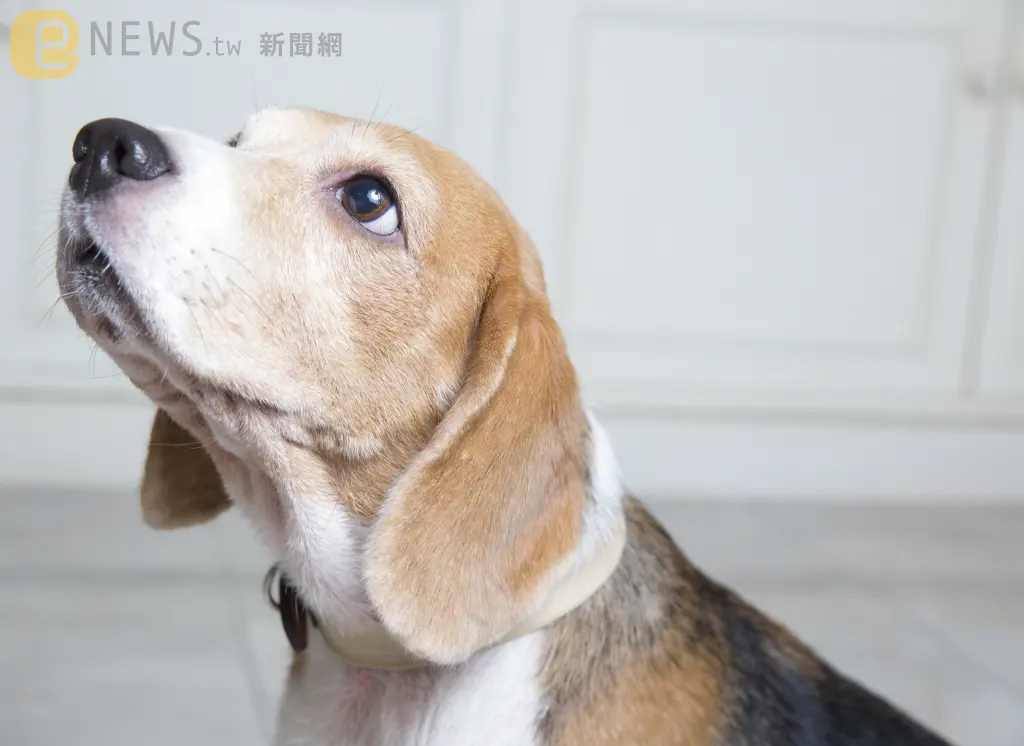 上海婦人將8500萬遺產留給寵物