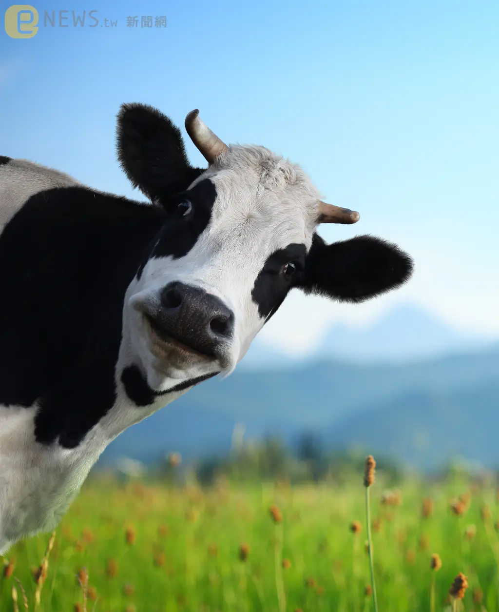 打嗝要收錢了！丹麥將對牛、羊、豬等畜牧業徵「排氣稅」：每噸排放1400元