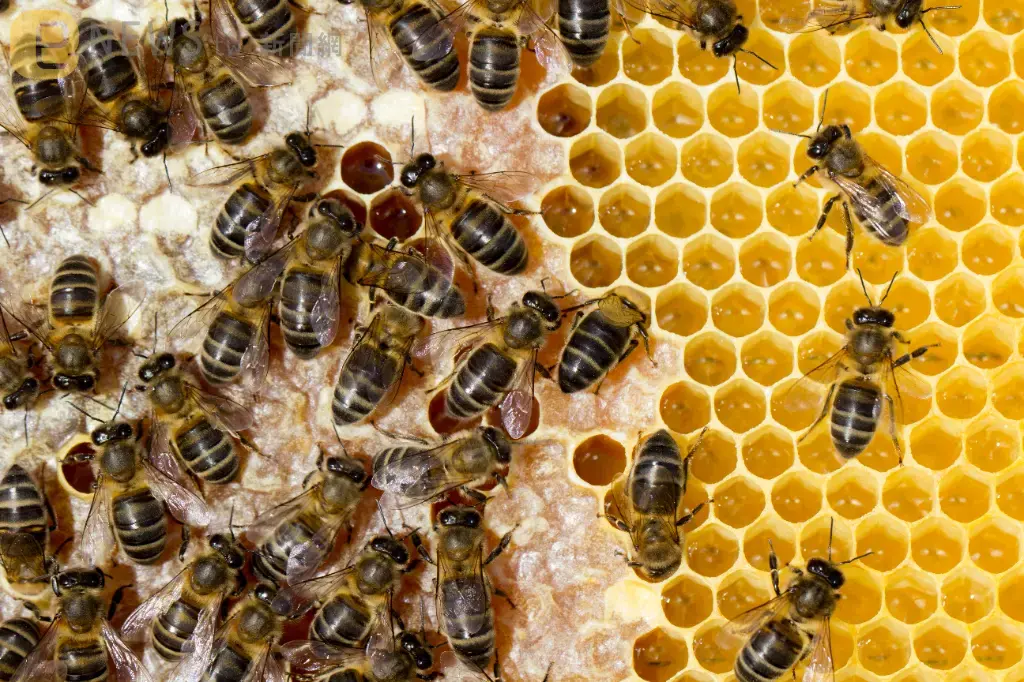 蜜蜂能「聞」出肺癌！研究：嗅覺比狗還靈敏　獲得率高達82%
