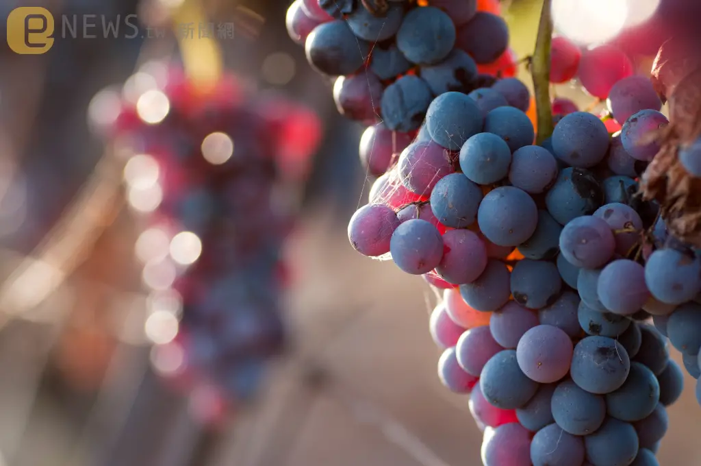 營養師破解葡萄三大迷思！紫、綠、黑葡萄營養大不同　補血、抗氧化一次看懂